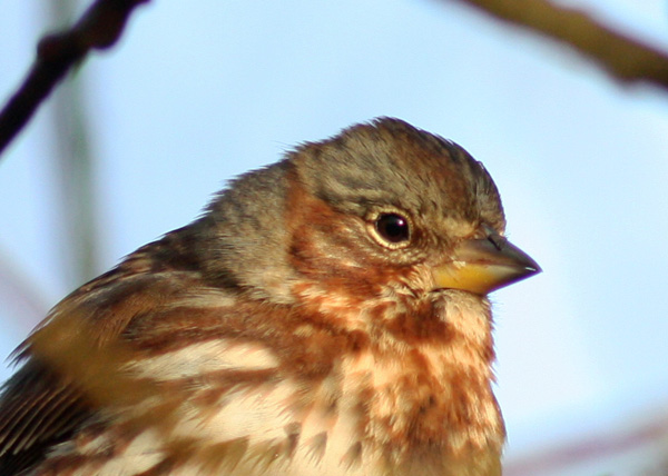 Red Fox Sparrow