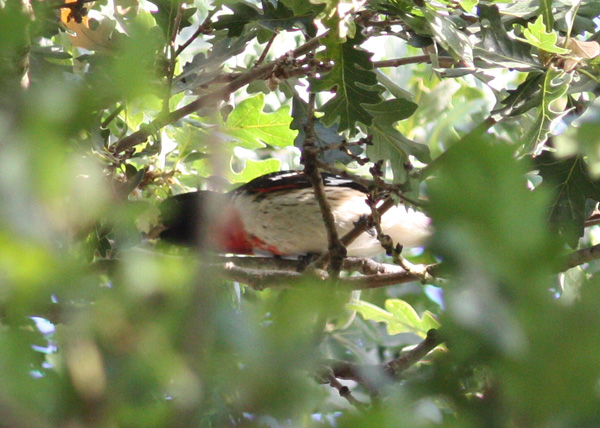 Rose-breasted Grosbeak
