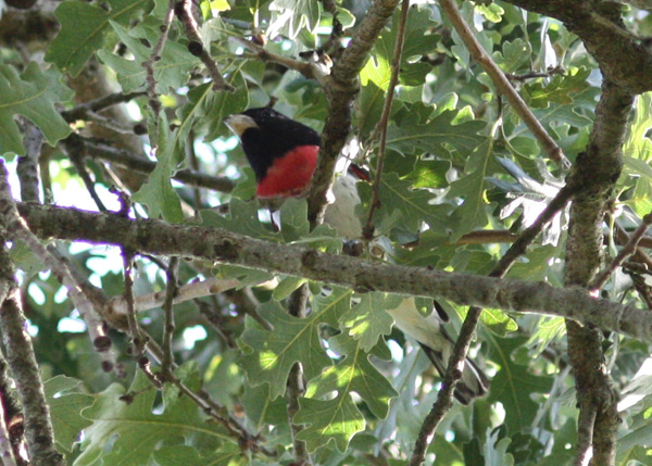 Rose-breasted Grosbeak