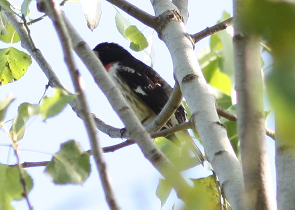 Rose-breasted Grosbeak
