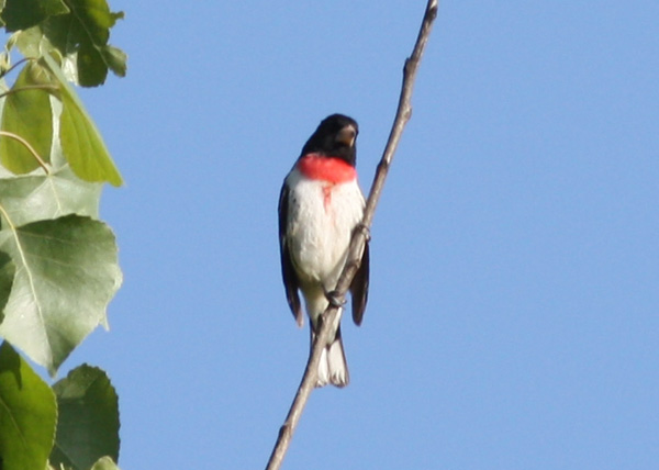 Rose-breasted Grosbeak