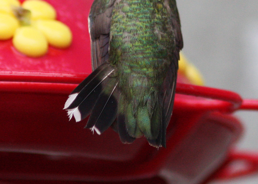 Ruby-throated Hummingbird