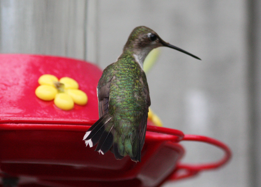 Ruby-throated Hummingbird