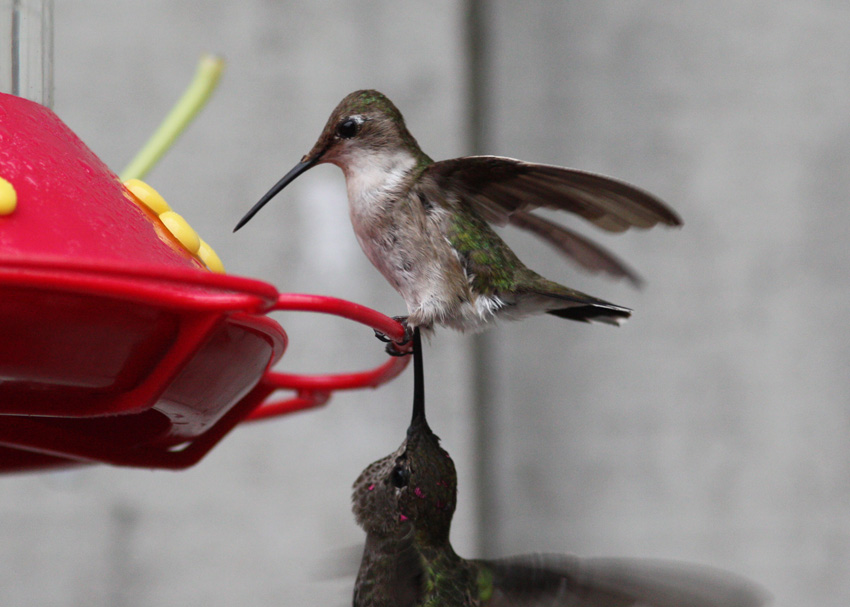 Ruby-throated Hummingbird