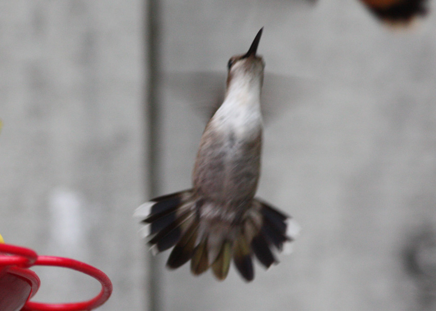 Ruby-throated Hummingbird