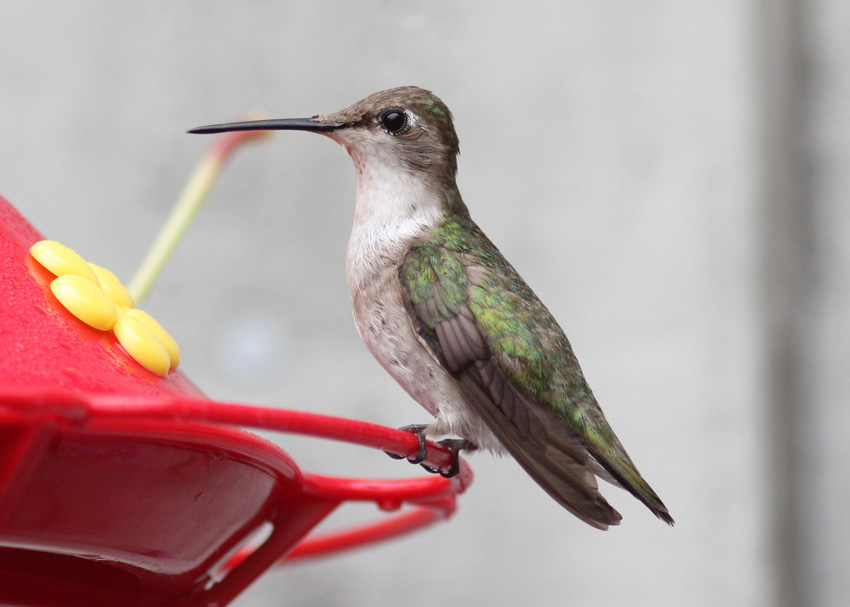 Ruby-throated Hummingbird