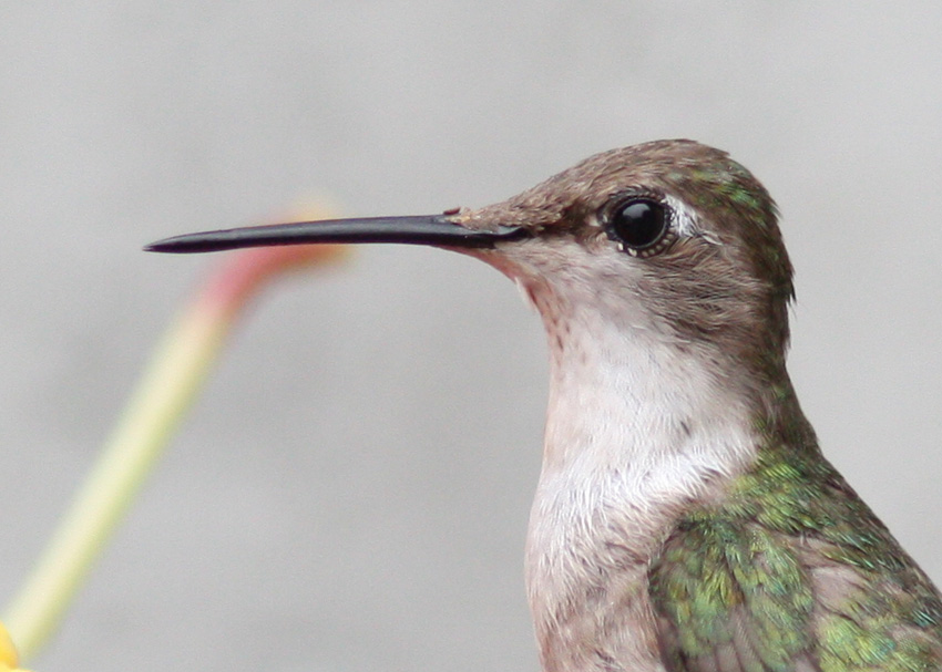 Ruby-throated Hummingbird