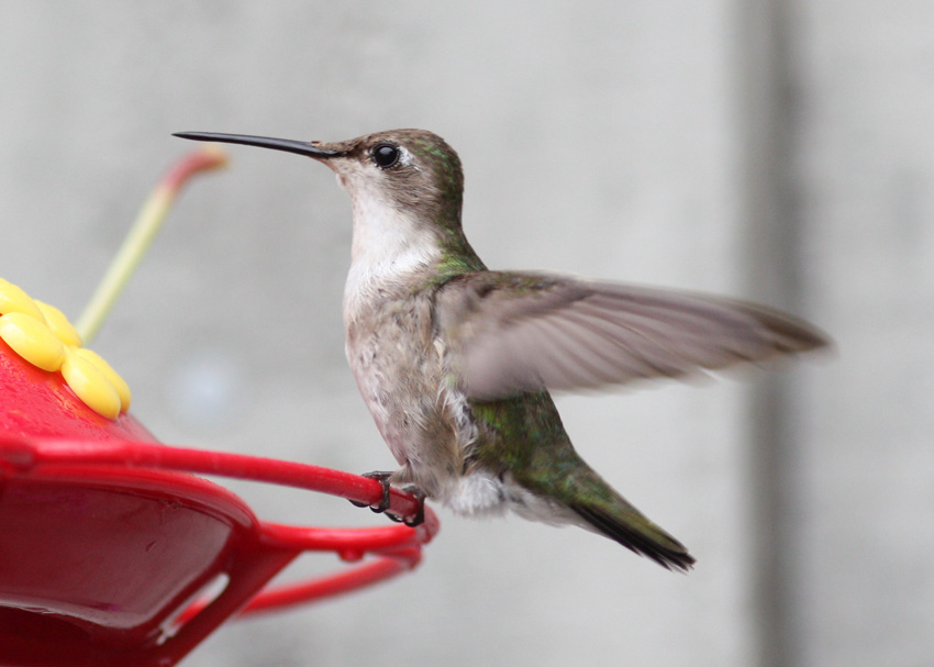 Ruby-throated Hummingbird