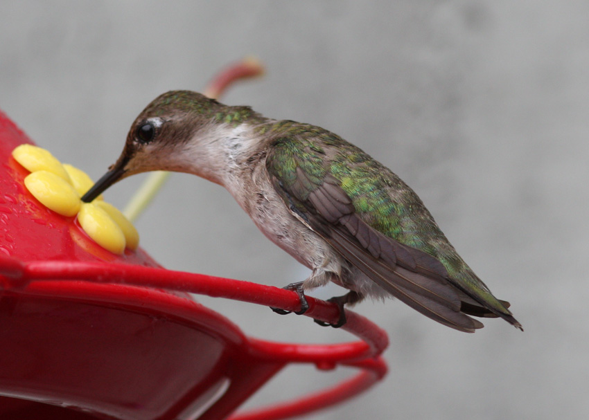 Ruby-throated Hummingbird