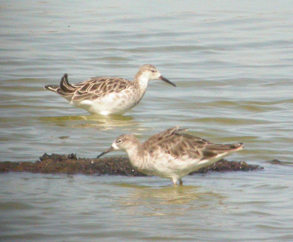Ruffs