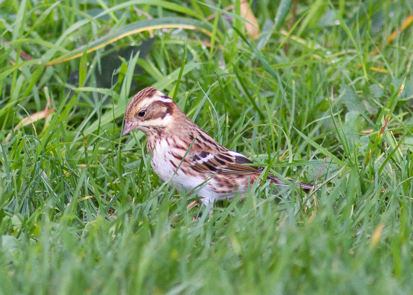 Rustic Bunting