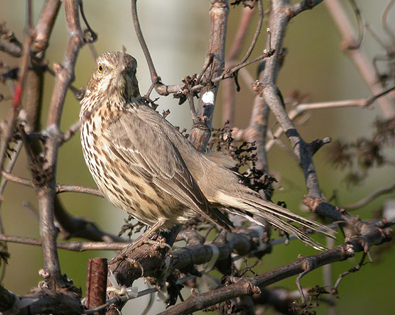 Sage Thrasher