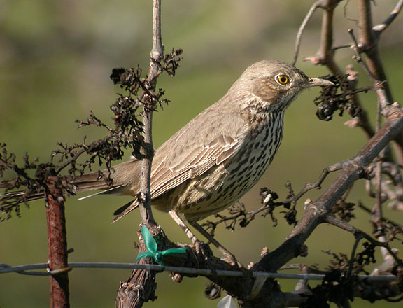Sage Thrasher