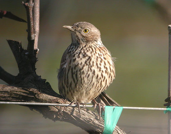 Sage Thrasher