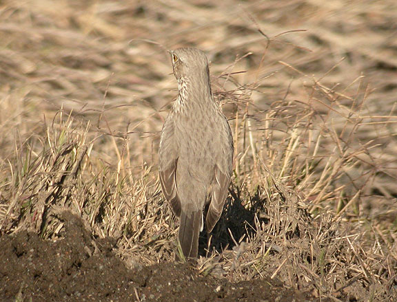 Sage Thrasher