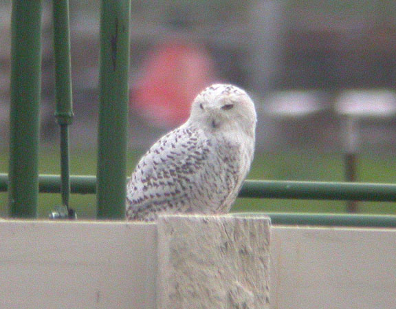 Snowy Owl