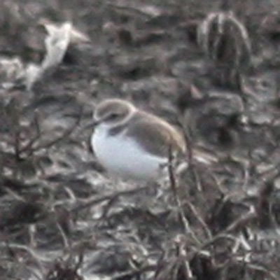 Snowy Plover