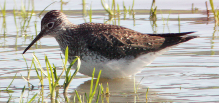 Solitary Sandpiper