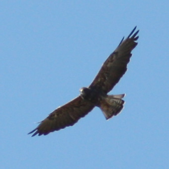 Swainson's Hawk