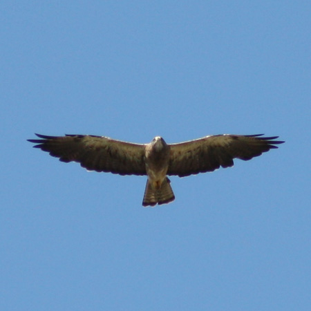 Swainson's Hawk