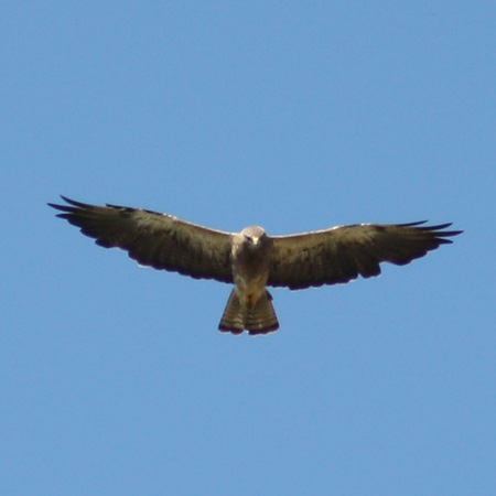 Swainson's Hawk