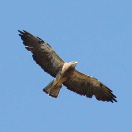 Swainson's Hawk