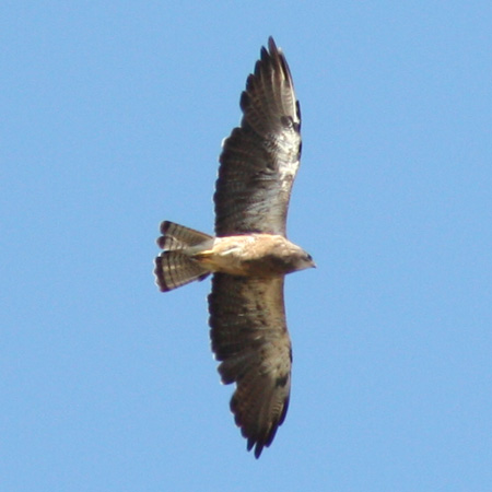 Swainson's Hawk