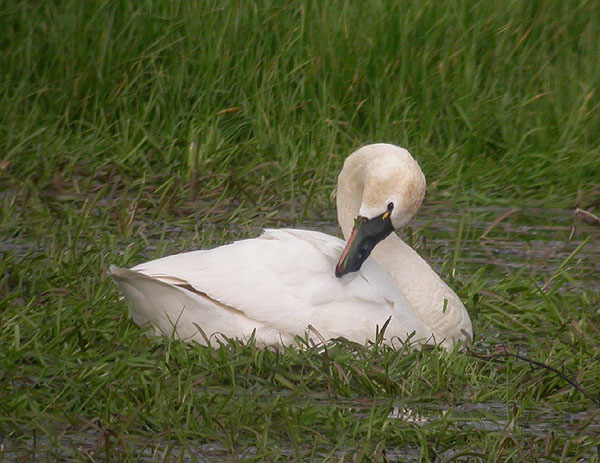 Tundra Swan