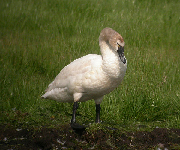 Tundra Swan