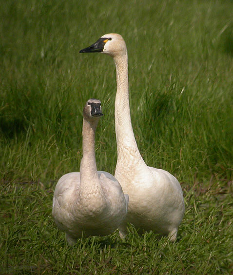 Tundra Swan