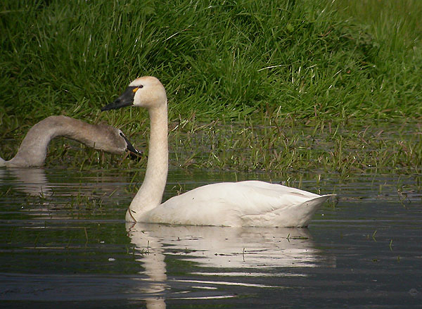 Tundra Swan