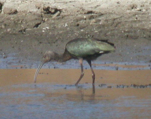 White-faced Ibis