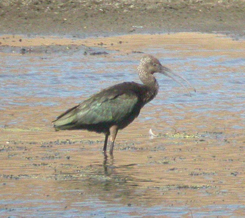 White-faced Ibis