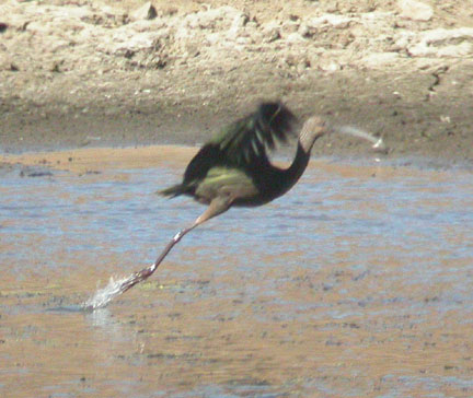 White-faced Ibis