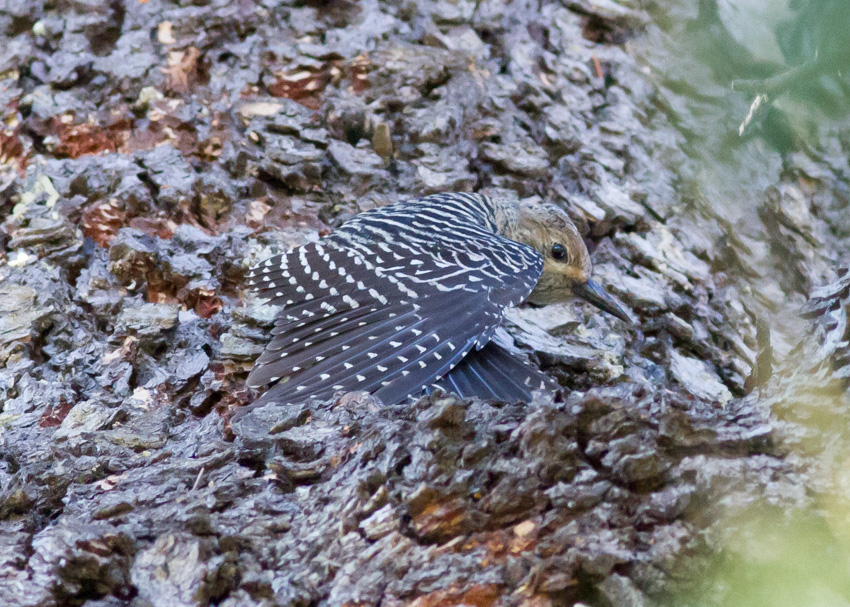 Williamson's Sapsucker