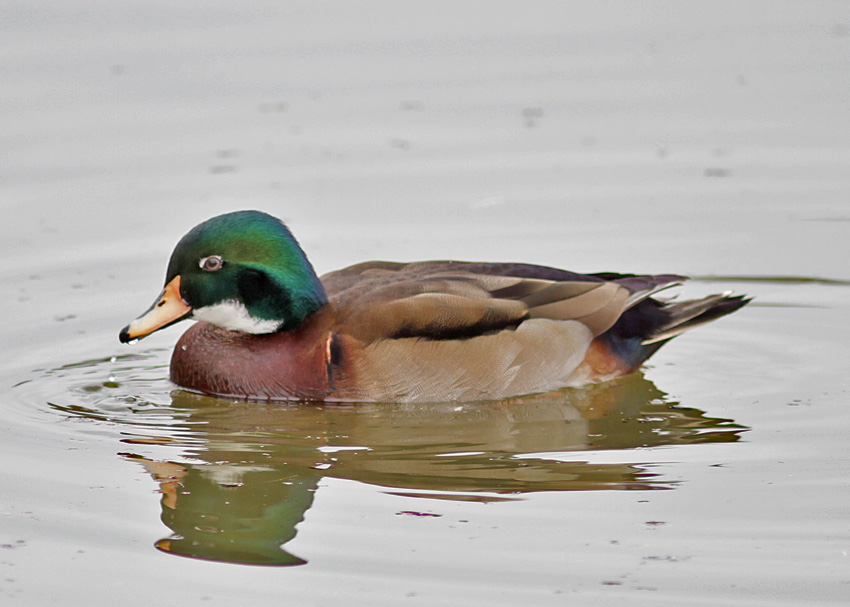 Wood Duck x Mallard