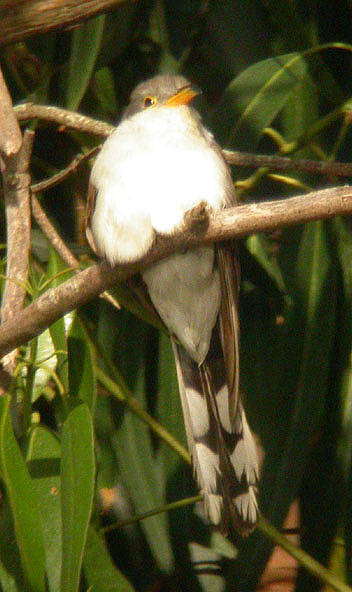 Yellow-billed Cuckoo