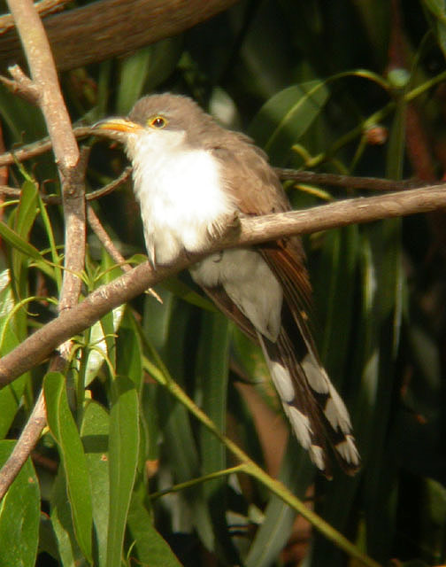 Yellow-billed Cuckoo