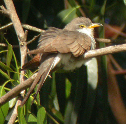 Yellow-billed Cuckoo