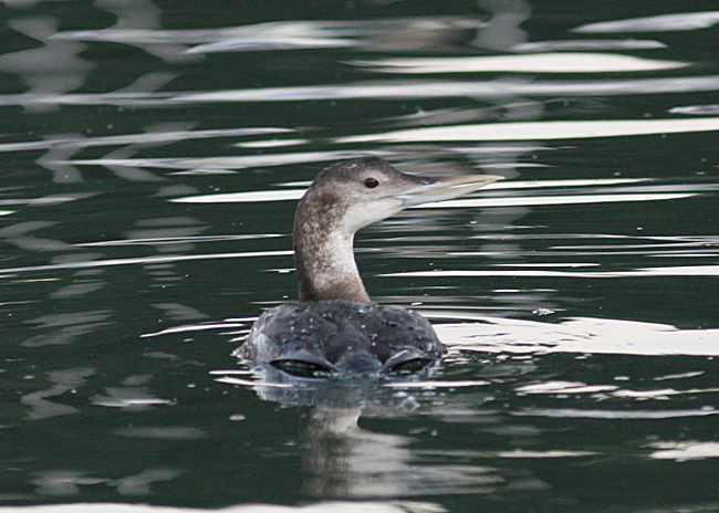 Yellow-billed Loon