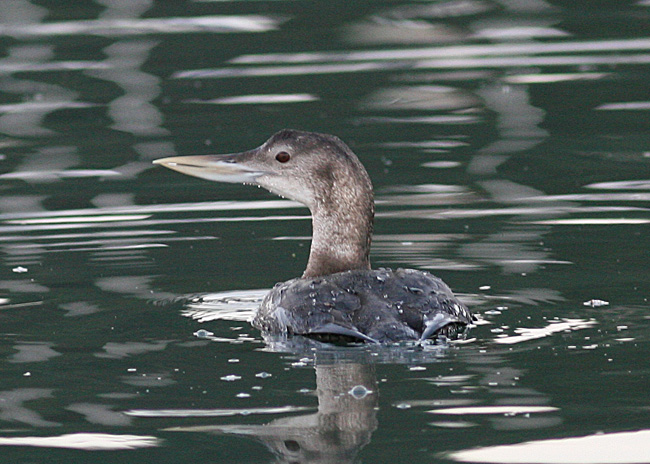 Yellow-billed Loon