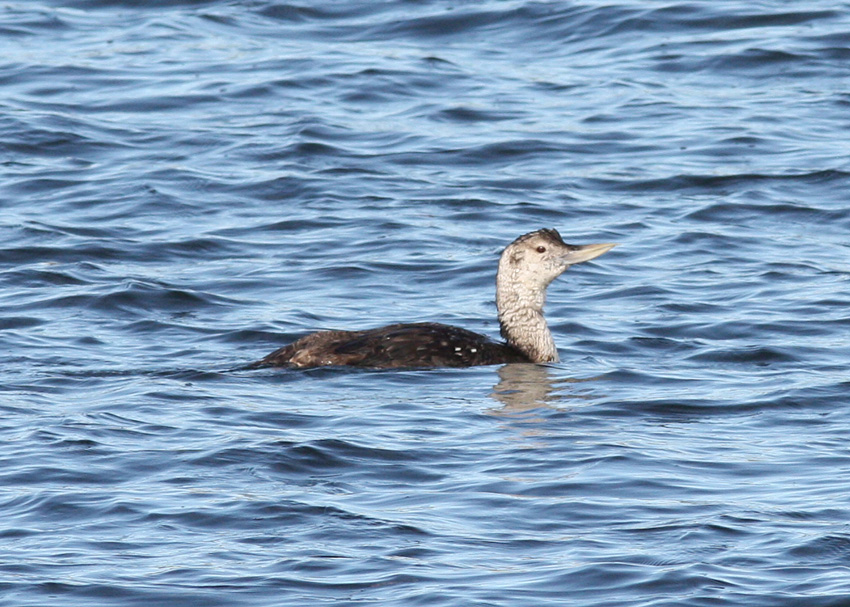 Yellow-billed Loon