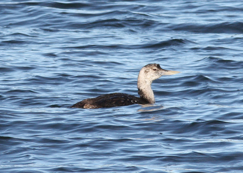 Yellow-billed Loon