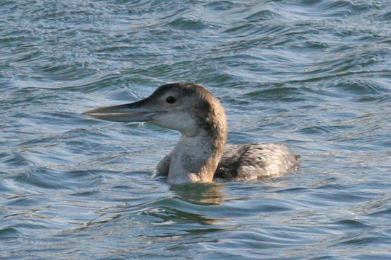 Yellow-billed Loon