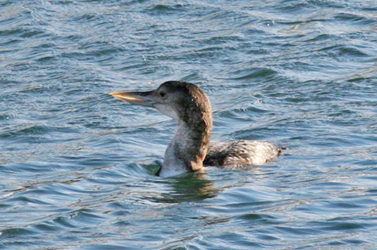 Yellow-billed Loon