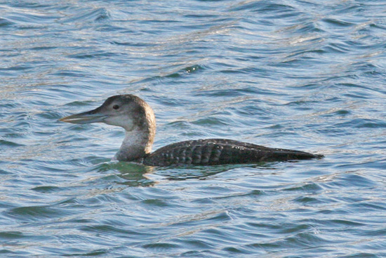 Yellow-billed Loon