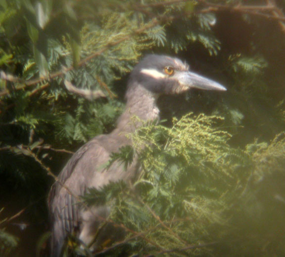 Yellow-crowned Night-Heron