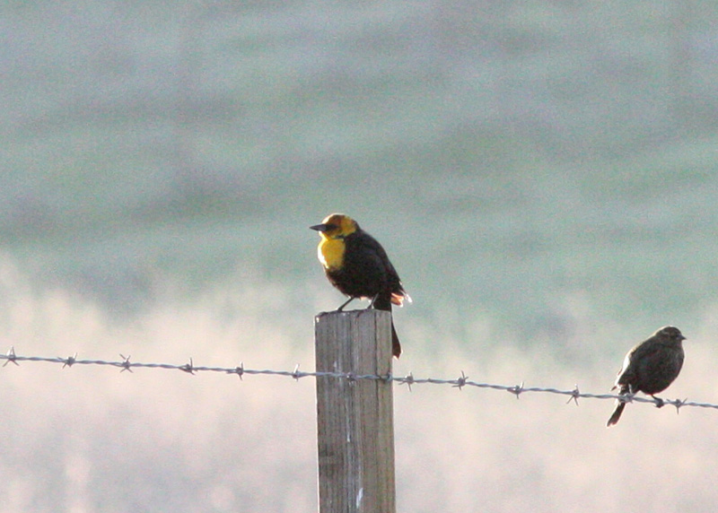 Yellow-headed Blackbird