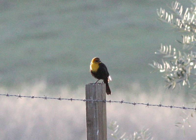 Yellow-headed Blackbird