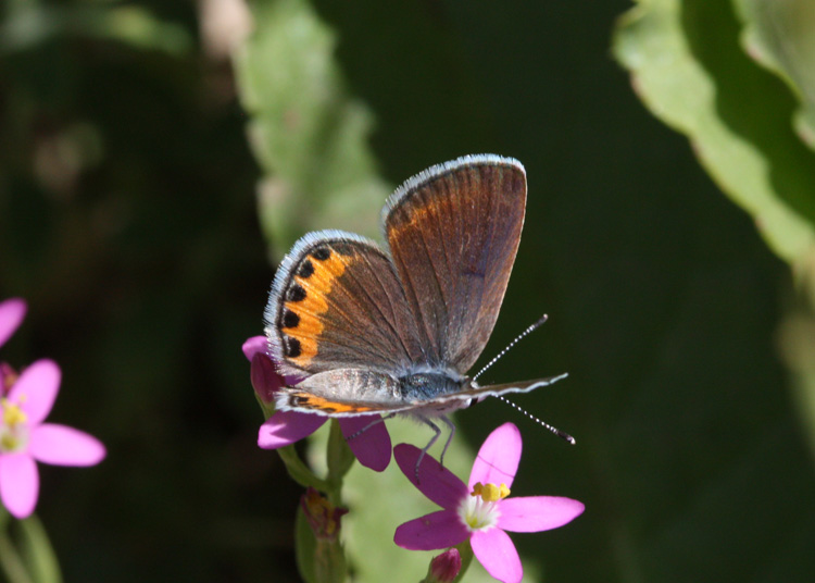 Acmon Blue